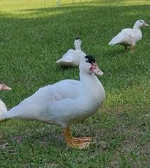 Muscovy Duck for sale