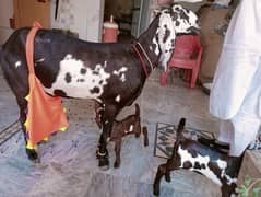 Goat / Bakri / Healthy Goats / Desi / Goats Baby pair for sale