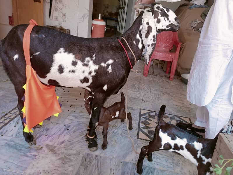 Goat / Bakri / Healthy Goats / Desi / Goats Baby pair for sale 0