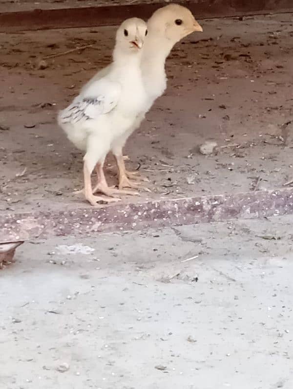 king shamo chick available 03327626924 1