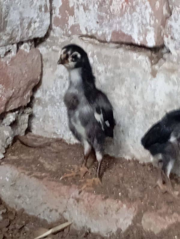 king shamo chick available 03327626924 4