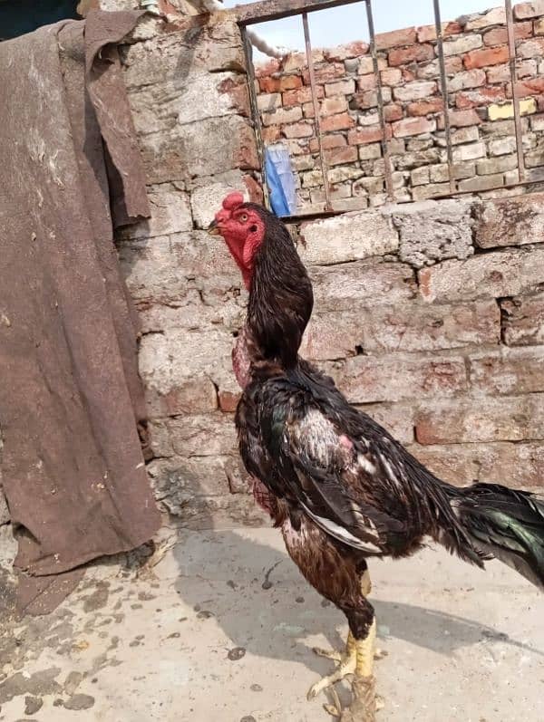 king shamo chick available 03327626924 7