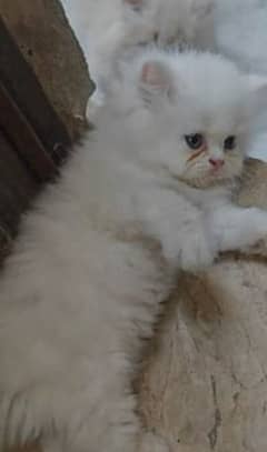 persian kitten for sale