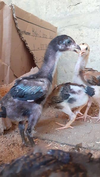 Assel Jageri chicks 1