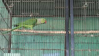 green parrot 0