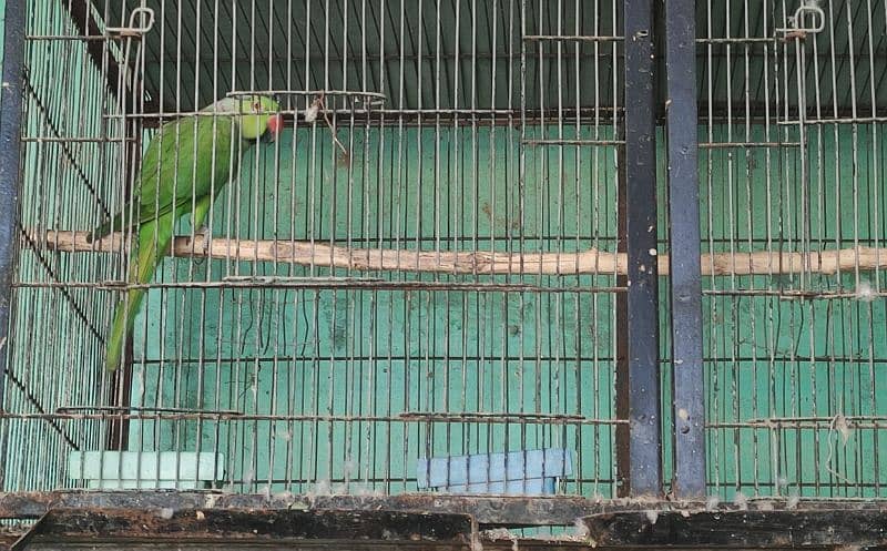 green parrot 3