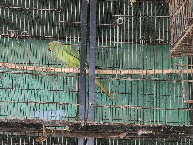 green parrot 5