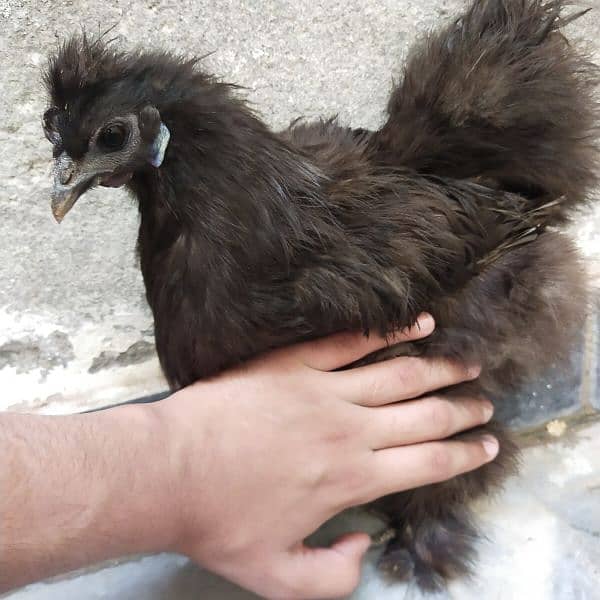 very beautiful silkie pair 3