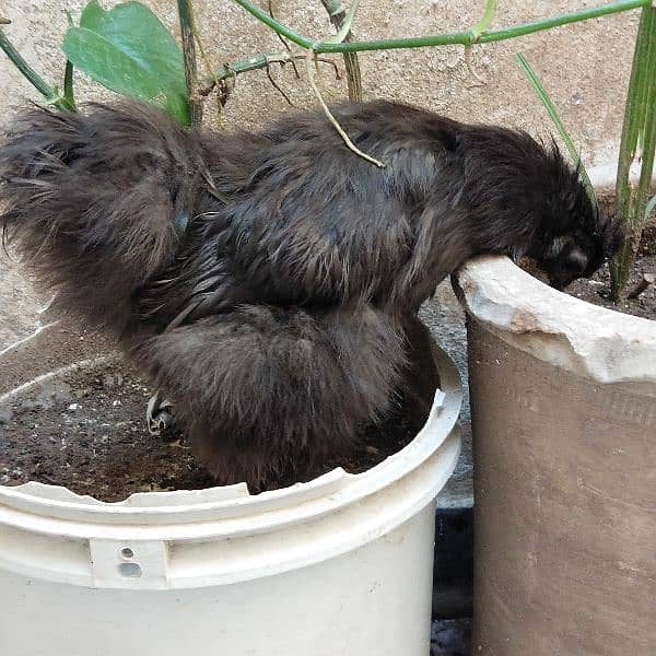 very beautiful silkie pair 2