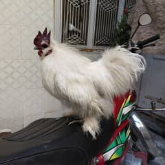 very beautiful silkie pair