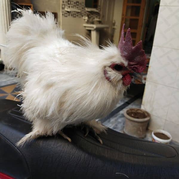 very beautiful silkie pair 5