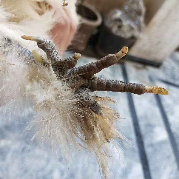 very beautiful silkie pair 6