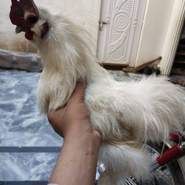 very beautiful silkie pair 1