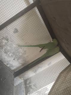 green parrot 1 year age ho g 0