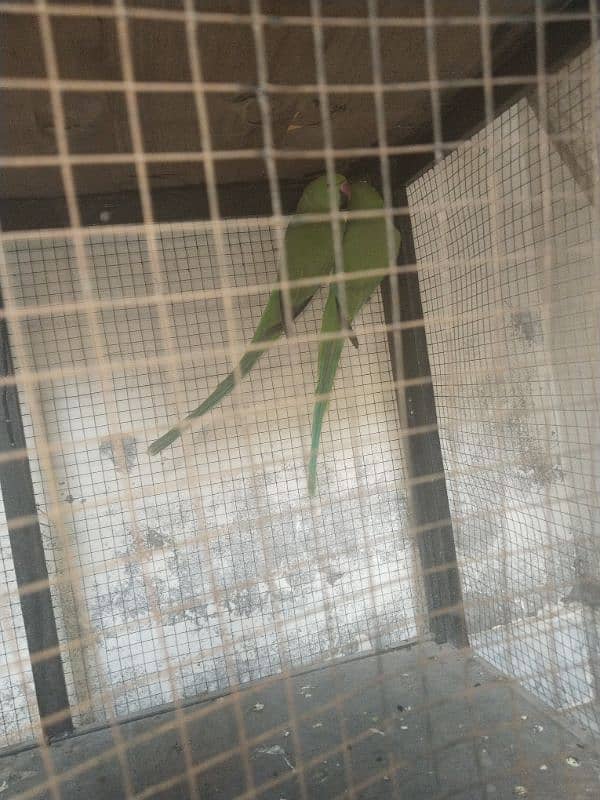 green parrot 1 year age ho g 2