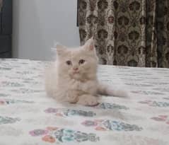 2 months persian kitten