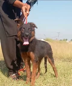 German Shepherd male for sale age 3 month