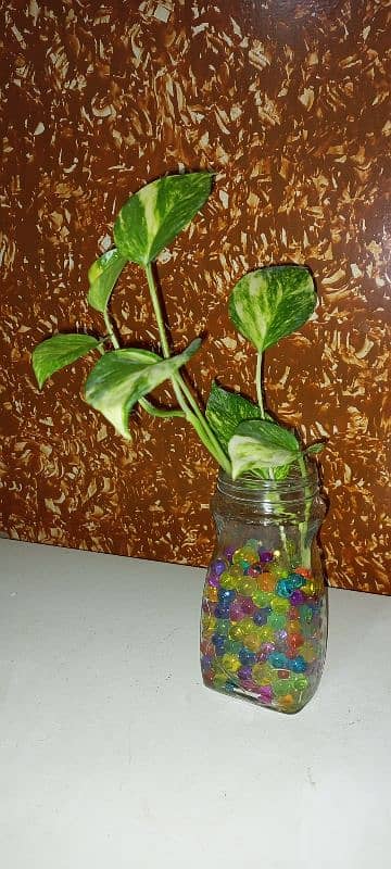 Table money plant 1