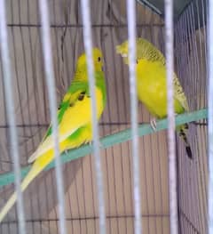 3. . .  Female crusted Male bagri. yellow 1 male extra hy. .