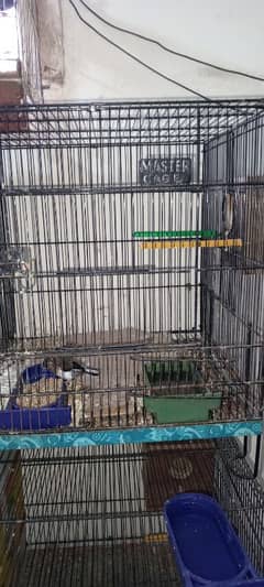 Fency birds urgent sale with gage contact this num 03122773533