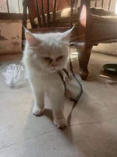 Russian cat for sale age 6 month 0