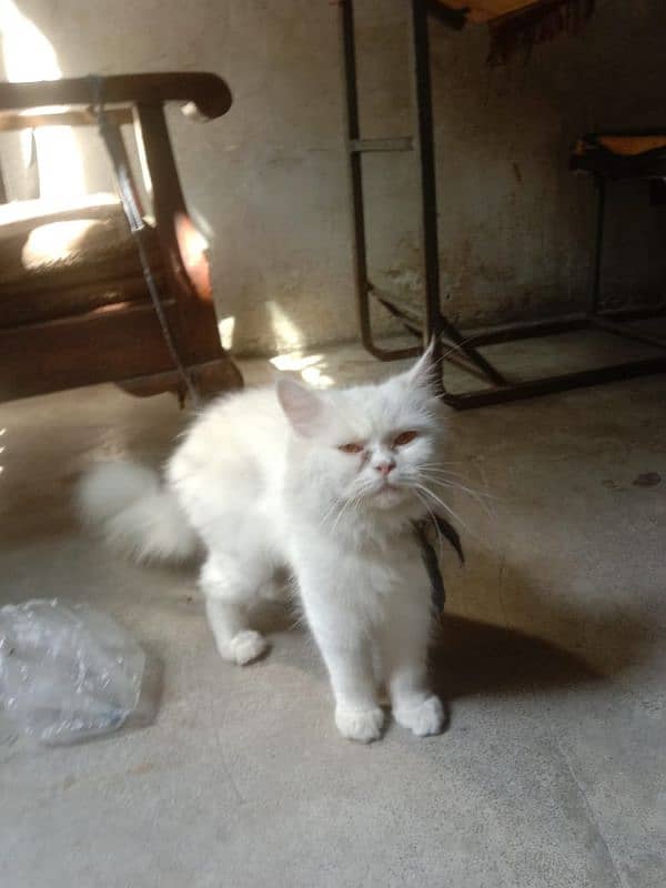 Russian cat for sale age 6 month 2