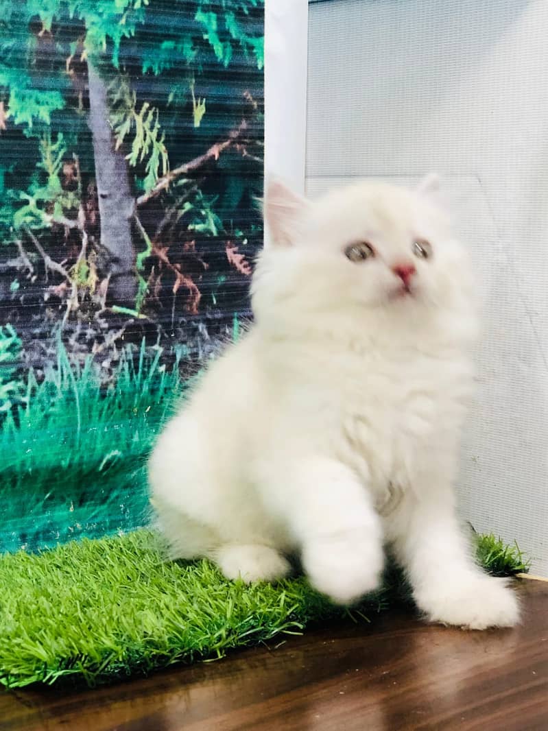 Persian / Kitten / Triple coat / Cute Cats / Fluffy Cat / small kitte 2