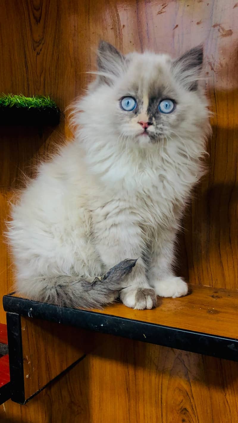 Persian / Kitten / Triple coat / Cute Cats / Fluffy Cat / small kitte 5