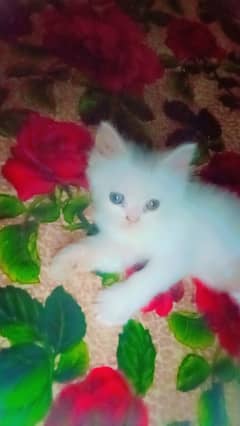 Persian kittens triple coat price 15000