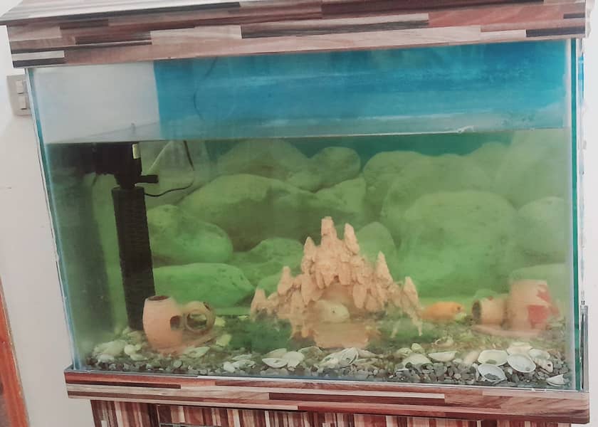 Fish Aquarium 1