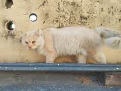 Persian cat male double coated snapieee