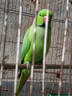 green parrots male only talking