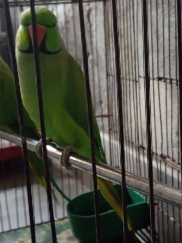 green parrots male only talking 2