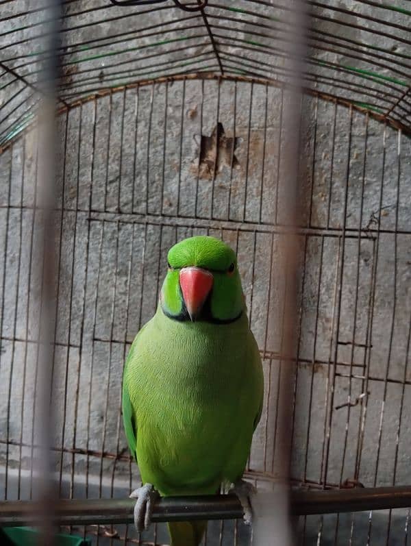 green parrots male only talking 3