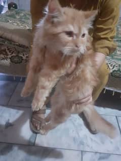 persian cat original no local cat