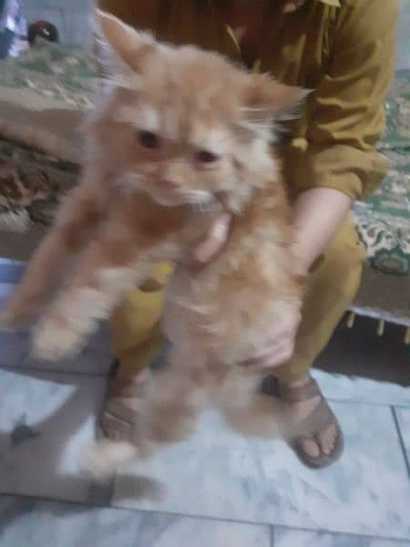 persian cat original no local cat 1