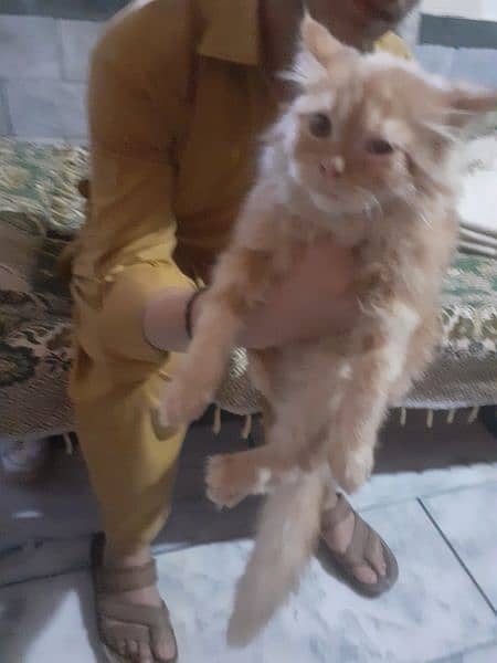 persian cat original no local cat 3