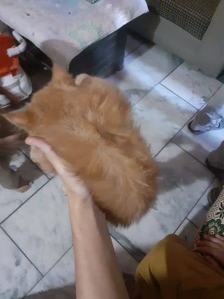 persian cat original no local cat 4