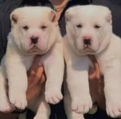 King alabai dog pair 2 months for sale security dog