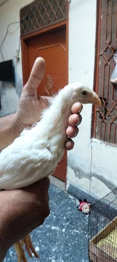 aseel aseel chicks qandhari for sale  par pices 6500