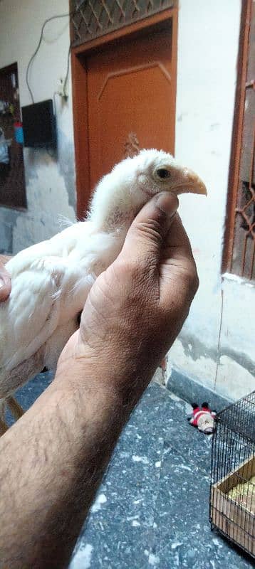 aseel aseel chicks qandhari for sale  par pices 6500 1