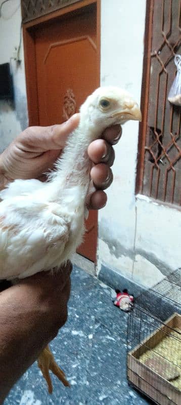 aseel aseel chicks qandhari for sale  par pices 6500 2