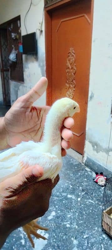 aseel aseel chicks qandhari for sale  par pices 6500 3