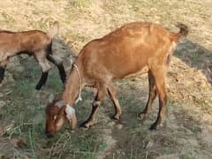 goat and 1 male kid 20 din ka for sale