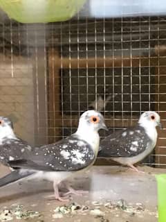 dimend pied dove breeder pair with cage for sale