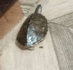 turtle