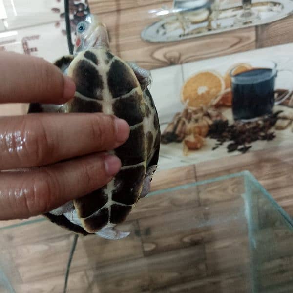 turtle 4 inch red eared 1