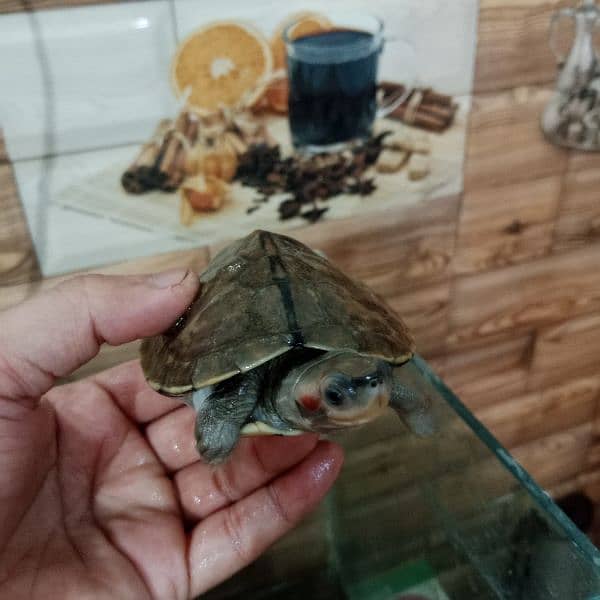 turtle 4 inch red eared 2