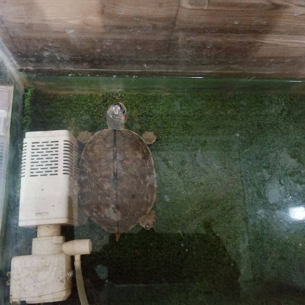 turtle 4 inch red eared 3