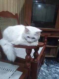 Persian cat available